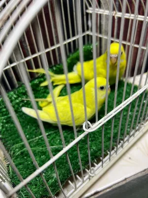 شباب دبل فاكتور سبانجل