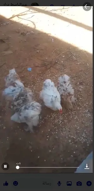 دجاج أسترالي للبيع عمر 3 شهور