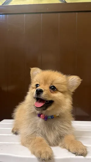 بومرينيان بيور Purebred Pomeranian