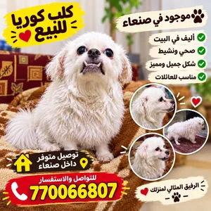 كلب كوريا البيع موجود في صنعاء اليف الرفيق المثالي لمنزلك
