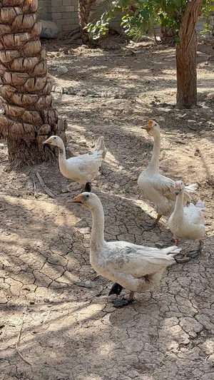 بط كوبرا عدد 4 نثيه وفحل وبناتهن 2