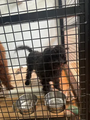 Toypoodle Female