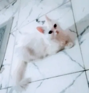 قطة هجين شيرازي × انغورا