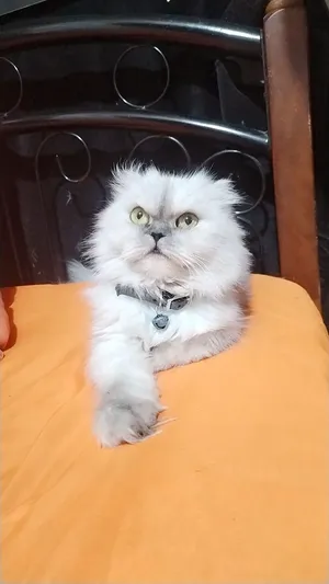 للبيع بسعر مغري