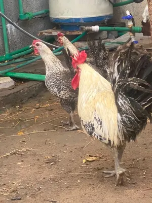 دجاج بيت للبيع متواجدوتساب