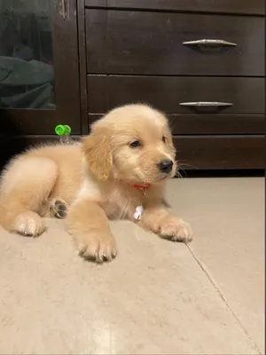 Golden retriever puppy