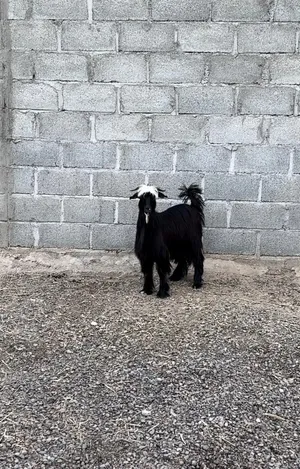 تيس حلال بني سعيد اصل