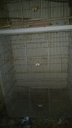 Ceramic breeding pots, wood boxes, and cages of different sizes available.