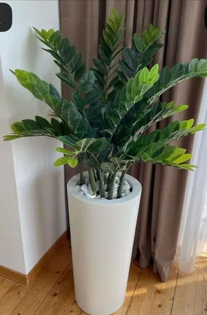 Zizi Plant with Pot & Decorative Stone  Elegant Indoor Plant  Abu Dhabi