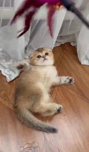 Scottish fold