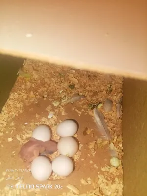 جوز طيور حب انضاف