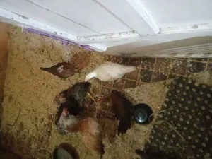 فراخ شامورت عمر 3 شهور