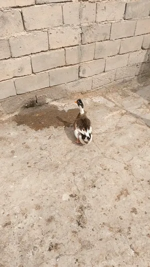 دجاج ديج وبشه