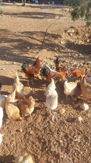 فرخات لوهمان