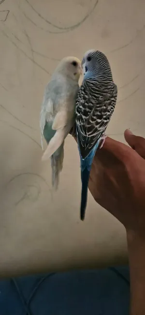 طيور البادجي زوجين من ذكر وانثى
