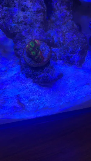 Coral for sale مرجان للبيع