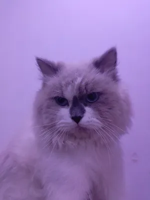 قطه لبيع هملايه بيع مستعجل