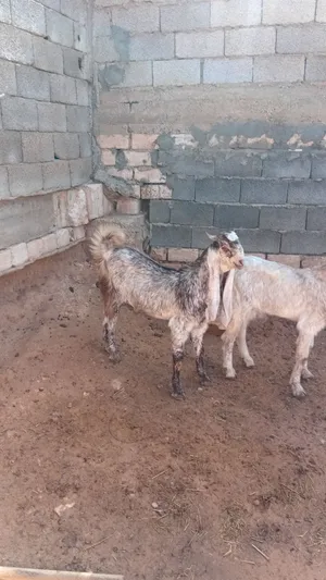 جديان للبيع مشاء الله
