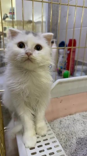 Scottish fold cat