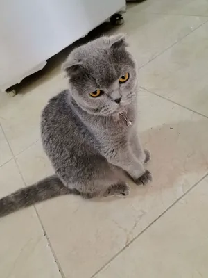قطة سكوتش فيلد