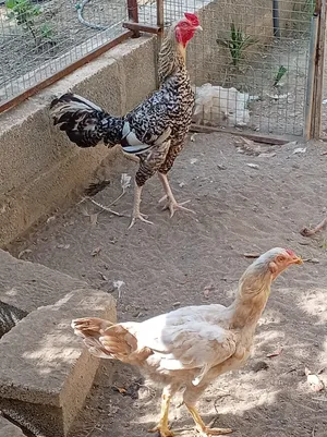 دجاج الباكستاني للي البيع
