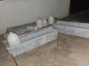 معالف عدد 2 مشارب ماء عدد 2 مشارب جاج عدد 7 للتواصل واتس اب