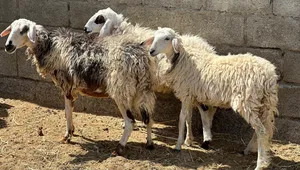 جعد عمانيات جباليات عشرات صغار ف العمر حلال طيب كل شي سليم