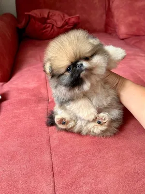 pomeranian puppy