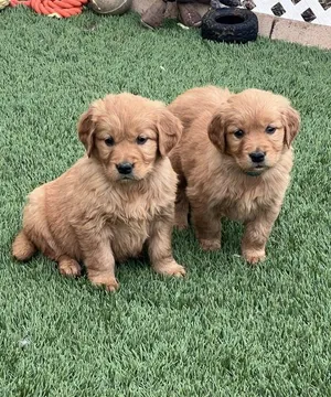 Show Line long hair golden Retriever Puppies