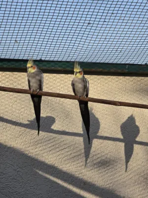 للبيع طيور كوكاتيل (Cockatiel) مميزة وبصحة ممتازة،  Beautiful Pair of Gray Cockatiels for Sale