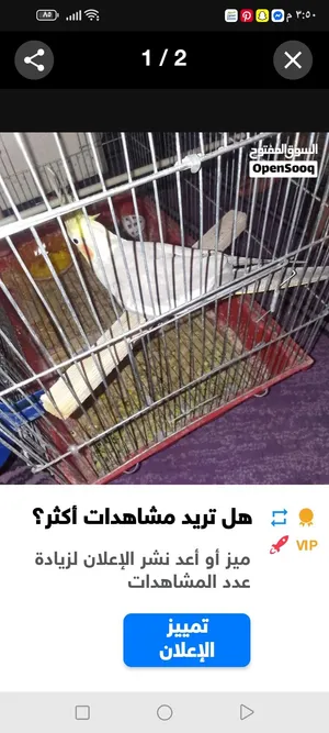 طير كوكتيل