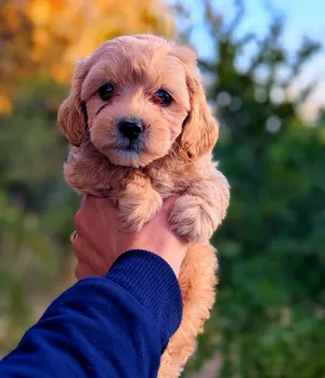 bichon havanais