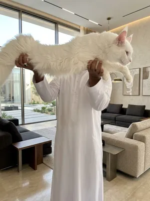 ما شاء الله تبارك الرحمن  متاح للتزاوج (ذكر فاخر)  Pure White Maine Coon Stud