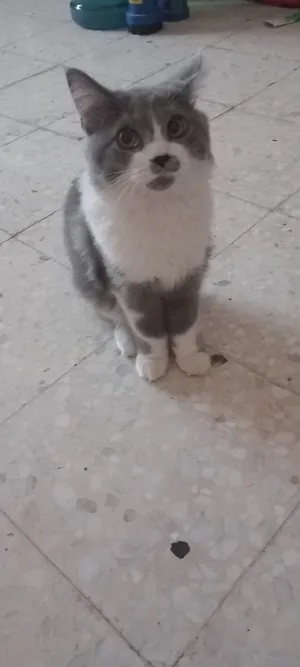 قطه شيرازيه للتبني