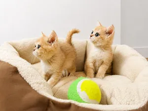 Chinchila kittens