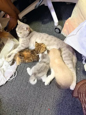 Kitten2 months old only