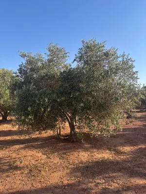 موجود اشجار زيتون باحجام مختلفه نبيالي واربيكانا من 2 بوصه الى 5 بوصه الارتفاع يوم الاثنين متر الى 5