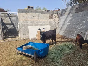 شاه من حلال الجواميد للبيع