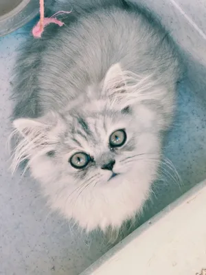 chat persian male 2mois