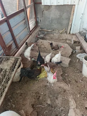 دجاج للبيع دجاج عرب وبيهن5ابو ركيبه وبيهن دندراوي دجاج صحه خير، من الله