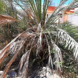 نخلة مثمرة للبيع ( حرّة )