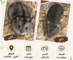 للبيع زوج هامستر روسي الصحه ممتازه جدا ما يشتكي من شي