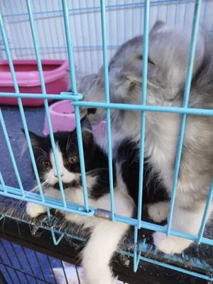Persian and Himalayan kittens for sale