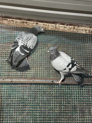 زواجل طيره وفحل شرط صحه ونضافه طيره مكنزعه
