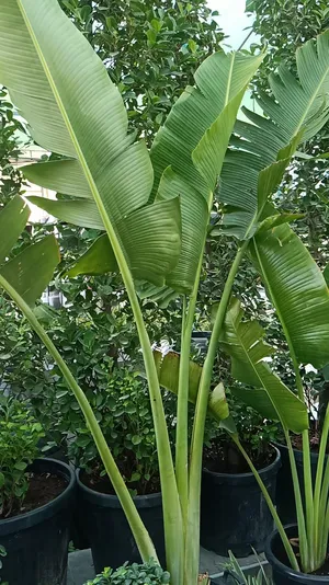 Traveler Palm-Ravenala Palm-