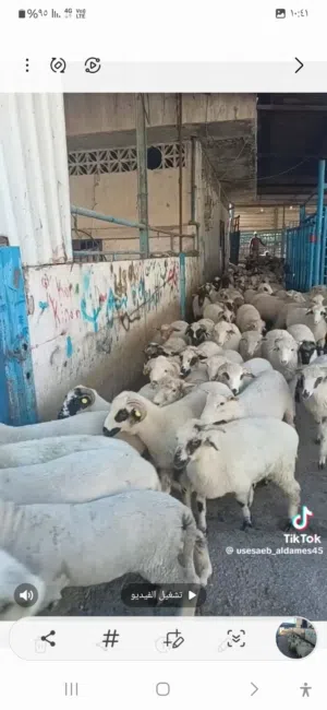 خرفان روماني عقائق نذر جميع اوزان