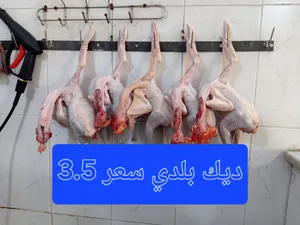 زغاليل وديوك للذبح وبط بلدي وفر وحمام أجنبي وتنك حديد للحمام في عمان جاوا