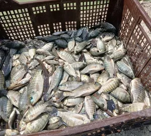 موجود سمك مشط أصابع و كفيات موجود تقريبن 400 حبه بعدو ما بتاكل هسع لتربيه موقع اربد الكورا كفرعوان ل