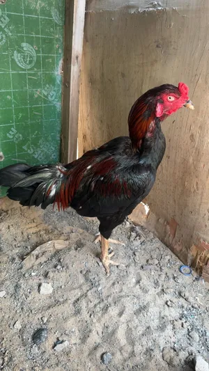 باكستاني ديك