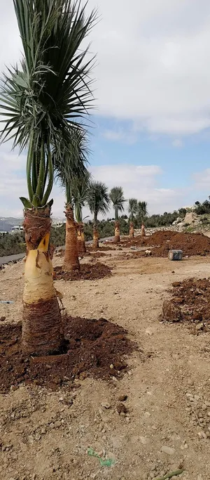 نخل مثمر نخيل مثمر نخيل برحي نخل واشنطونيا مجهول برحي زينه